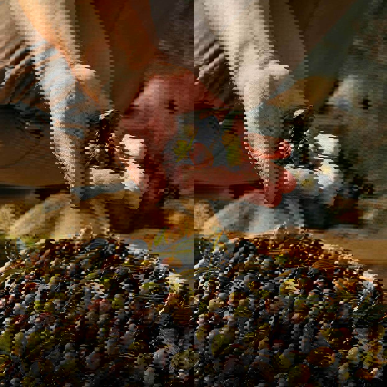 Filippo Berrio Thumbnail 1244X1244 1